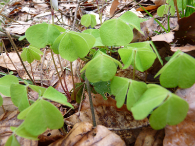 Petite plante vivace d'une dizaine de centimètres dépourvue de tige. Agrandir dans une nouvelle fenêtre (ou onglet)